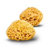 Natural Sea Sponge